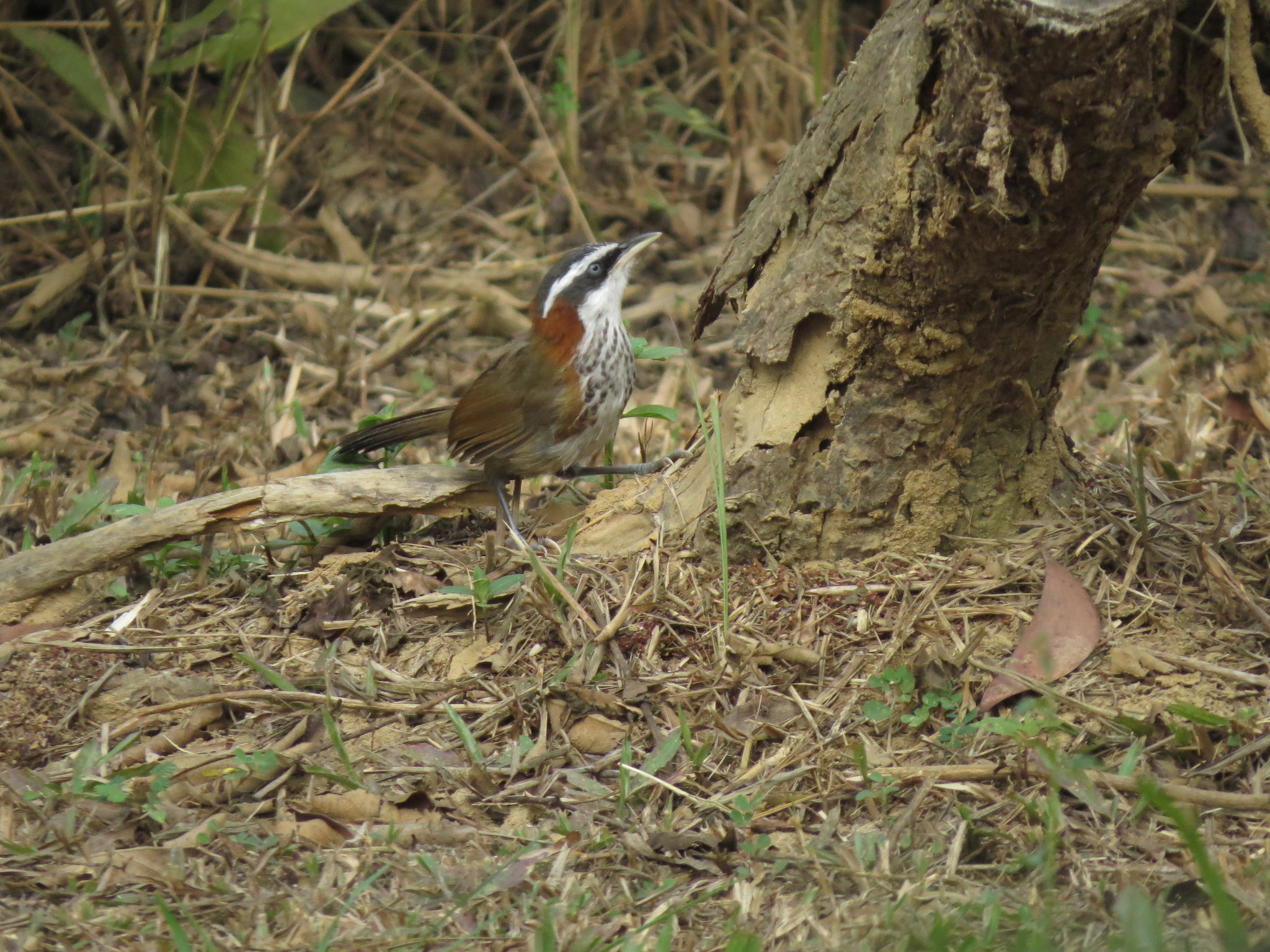 Taiwan Scimitar Babbler