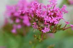 Episyrphus balteatus