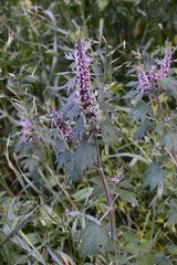 Leonurus quinquelobatus