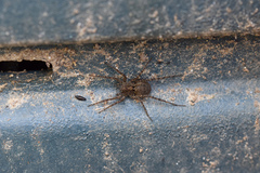 Pardosa