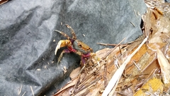 Nanhaipotamon formosanum