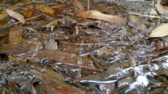 Nanhaipotamon formosanum