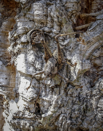 Two-toothed Bush-cricket
