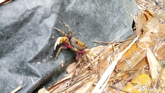 Nanhaipotamon formosanum