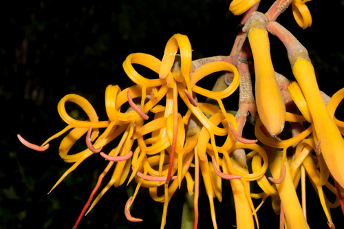 Psittacanthus calyculatus
