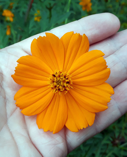 Cosmos sulphureus