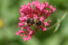 Eristalis tenax