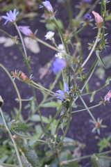 Cichorium intybus