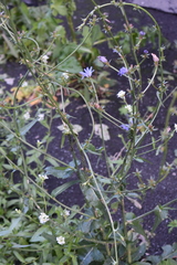 Cichorium intybus