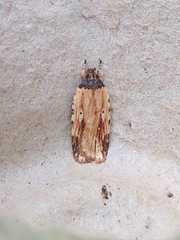 Agonopterix atrodorsella