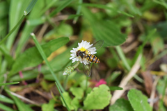 Episyrphus balteatus