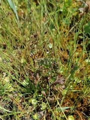 Pedicularis palustris