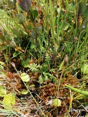 Pedicularis palustris