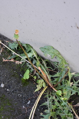 Taraxacum officinale
