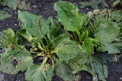 Plantago major