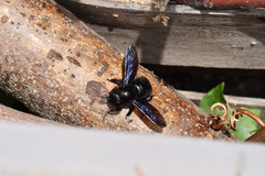 Xylocopa