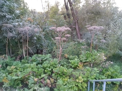 Heracleum sosnowskyi