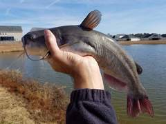 Ameiurus catus