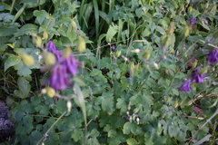 Aquilegia vulgaris