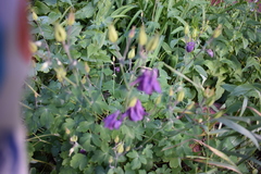 Aquilegia vulgaris