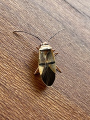 Dysdercus nigrofasciatus