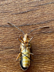 Dysdercus nigrofasciatus