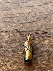 Dysdercus nigrofasciatus