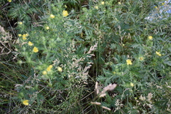Potentilla argentea