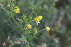Potentilla argentea
