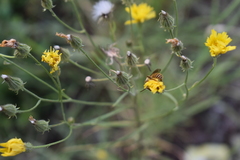 Crepis tectorum
