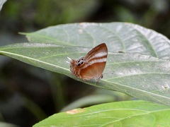 Abisara savitri
