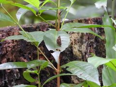 Abisara savitri