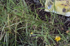 Crepis tectorum