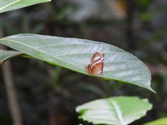 Abisara savitri