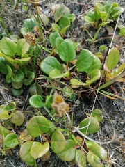 Pyrola rotundifolia