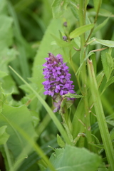 Dactylorhiza incarnata
