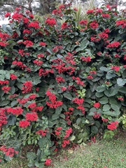 Clerodendrum splendens