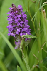 Dactylorhiza incarnata