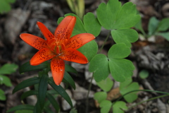 Lilium concolor partheneion