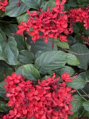 Clerodendrum splendens