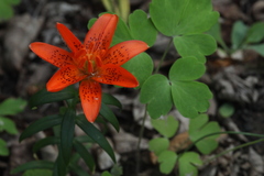 Lilium concolor partheneion