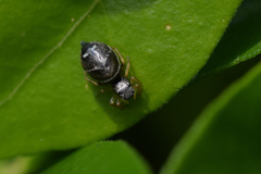 Heliophanus