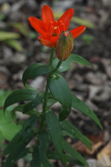 Lilium concolor partheneion