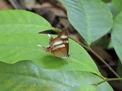 Abisara savitri
