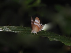 Abisara savitri