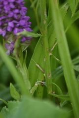 Dactylorhiza incarnata