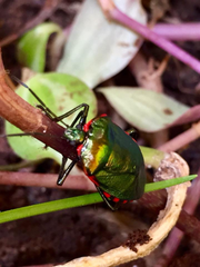 Rhyssocephala infuscata