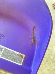 Centruroides ochraceus