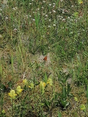 Argynnis niobe