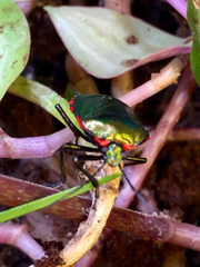 Rhyssocephala infuscata